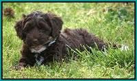 Xana Pilot pups 7 wks old 131