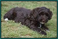 Xana Pilot pups 7 wks old 141