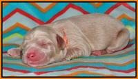 Pilot Xana pups newborn131
