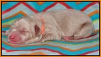 Pilot Xana pups newborn141