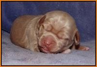 Xana Pilot pups 1 wk old 041