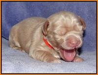 Xana Pilot pups 1 wk old 047