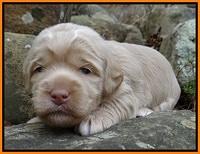 Xana Pilot pups 2 wks old 151