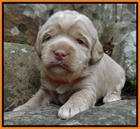 Xana Pilot pups 2 wks old 161