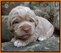 Xana Pilot pups 2 wks old 91