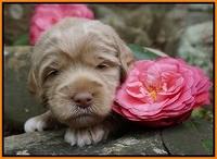 Xana Pilot pups 3 wks old 111