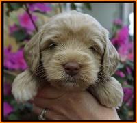 Xana Pilot pups 4 wks old 121