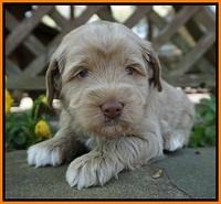 Xana Pilot pups 4 wks old 131