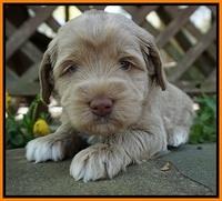 Xana Pilot pups 4 wks old 141