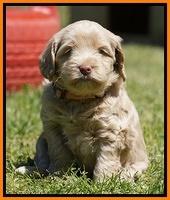 Xana Pilots pups 5 wks old 3233