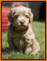 Xana Pilots pups 5 wks old 4233