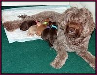 Pilot Xana pups newborn21