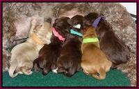 Pilot Xana pups newborn31