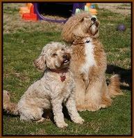 Honeymoon with Talon 011