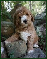 Individual puppy photo gallery