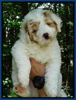 JUlip Talon pups 7 wks old 11