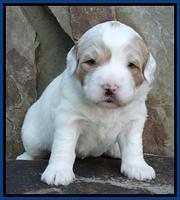 Julip Talon pups 3 wks old 31