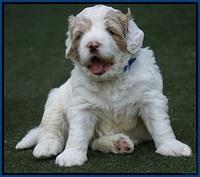 Julip Talon pups 4 wks old 11