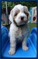 Julip Talon pups 6 wks old 161