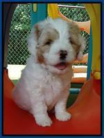 Julip Talon pups 6 wks old 181