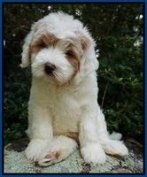 Julip Talon pups 8 wks old 31