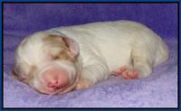 Julip Talong pups 1 wk old 11