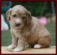 Julip Talon pups 4 wks old 81