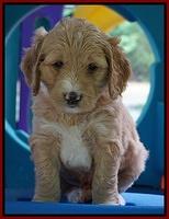 Julip Talon pups 5 wks old 51