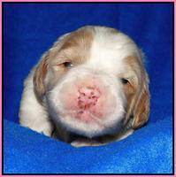 Julip Talon pups 2 wks old 101