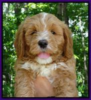 JUlip Talon pups 7 wks old 121