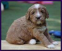 Julip Talon pups 4 wks old 251