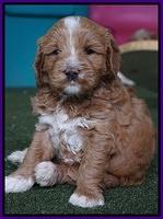 Julip Talon pups 5 wks old 251