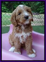 Julip talon pups 6 wks old 24000