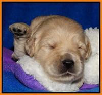 Julip Talon pups 2 wks old 131