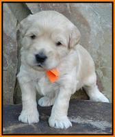 Julip Talon pups 3 wks old 171