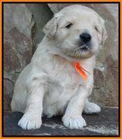 Julip Talon pups 3 wks old 181