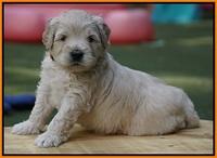 Julip Talon pups 4 wks old 301