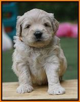 Julip Talon pups 4 wks old 311