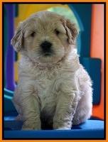 Julip Talon pups 5 wks old 261