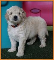 Julip Talon pups 5 wks old 271