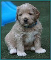 Julip Talon pups 4 wks old 341