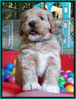 Julip Talon pups 6 wks old 621