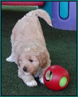 Julip Talon pups 6 wks old 631