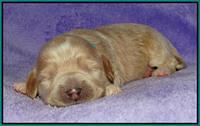Julip Talong pups 1 wk old 181