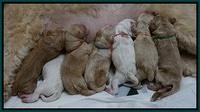 Julip Talon newborn group 11