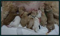 Julip Talon newborn group 21