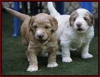 Julip Talon pups 4 wks old 101