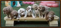 Julip Talon pups 4 wks old 391