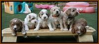Julip Talon pups 4 wks old 401