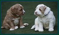Julip Talon pups 4 wks old 61
